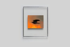 Lola Raban, Jean-René Etienne — LES OISEAUX (Special edition) page 1