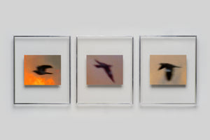Lola Raban, Jean-René Etienne — LES OISEAUX (Special edition) page 7